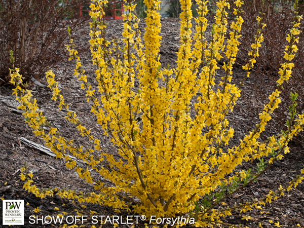 Show Off Forsythia Starlet - Container