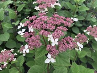 Invincibelle® Lace Hydrangea - Container