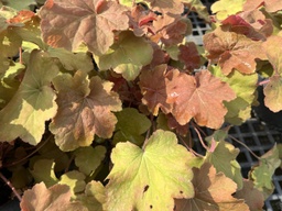 Caramel Coral Bells - Container