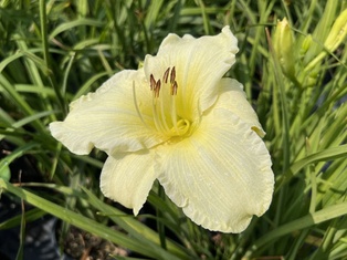 Sunday Gloves Daylily - Container