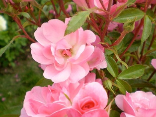 Pinktopia Rose - Container