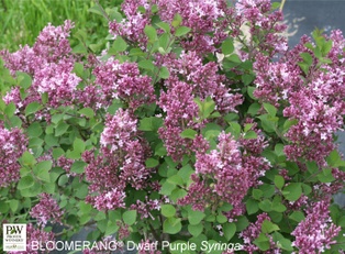 Bloomerang® Dwarf Purple Lilac - Container #3