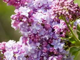 President Grevy Lilac - Container