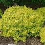 [BERTHUBONA3GLSHR] Bonanza Gold Barberry - Container