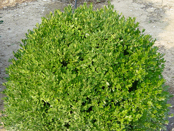 Chicagoland Green Boxwood - Container