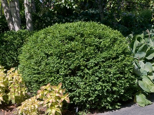 Green Gem Boxwood - Container