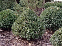 Green Mountain Boxwood - Container