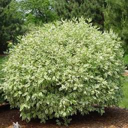 Ivory Halo Dogwood - Container