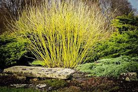 Yellow Twig Dogwood - Container