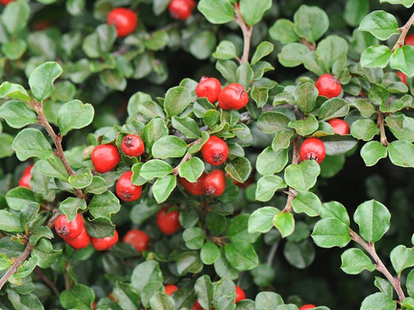 Cranberry Cotoneaster - Container