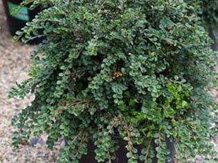 Hesse Cotoneaster - Container #3