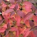 Kodiak Honeysuckle Red - Container