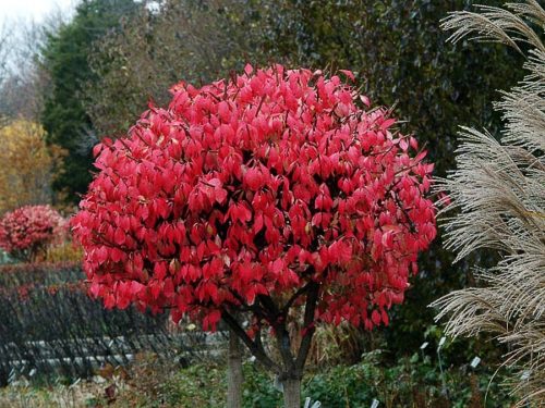 Dwarf Burning Bush - Container