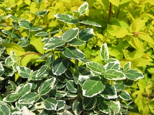Emerald Gaiety Euonymus - Container