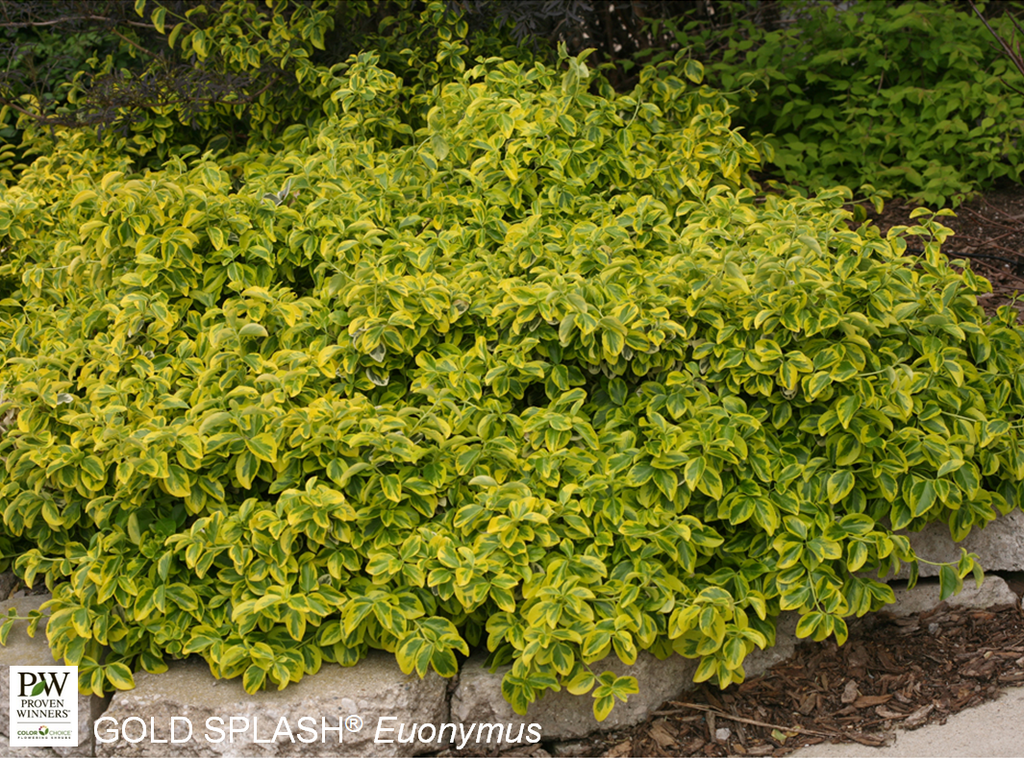 Gold Splash Euonymus - Container #3 | Breezy Hill Nursery - Main