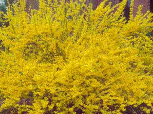 Northern Gold Forsythia - Container