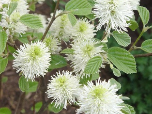 Mount Airy Fothergilla - Container