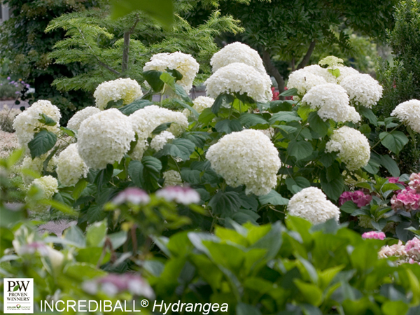 Incrediball® Hydrangea - Container