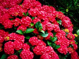 Cardinal Red Hydrangea - Container