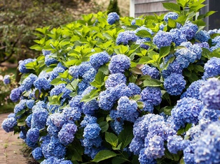 Endless Summer® Hydrangea - Container #3