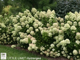 Little Lime® Hydrangea - Container