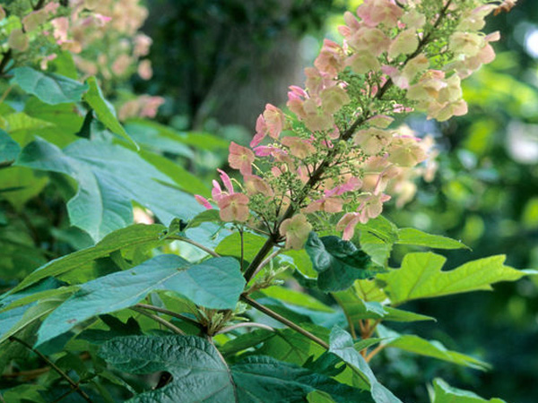 Alice Oakleaf Hydrangea - Container | Breezy Hill Nursery - Main