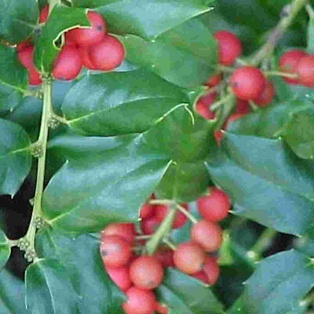 China Girl Holly - Container