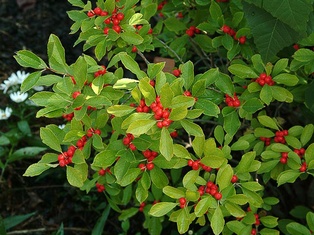 Red Sprite Winterberry - Container #3