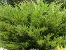 Sea Green Juniper - Container