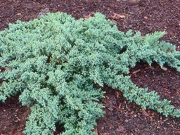 Dwarf Japanese Garden Juniper - Container