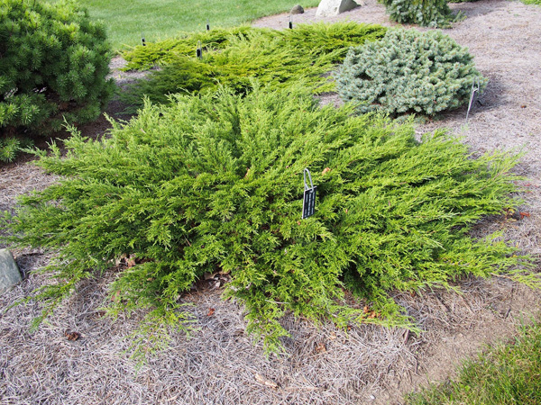 Calgary Carpet Juniper - Container