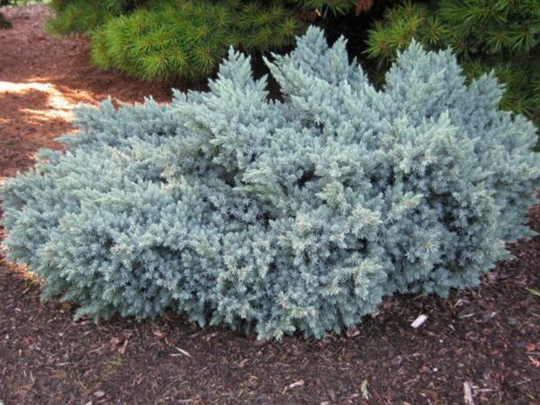 Blue Star Juniper - Container | Breezy Hill Nursery - Main