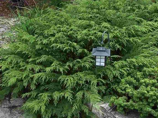 Russian Cypress - Container