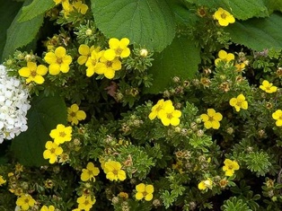 Gold Drop Potentilla - Container