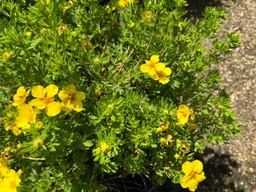 Goldfinger Potentilla - Container