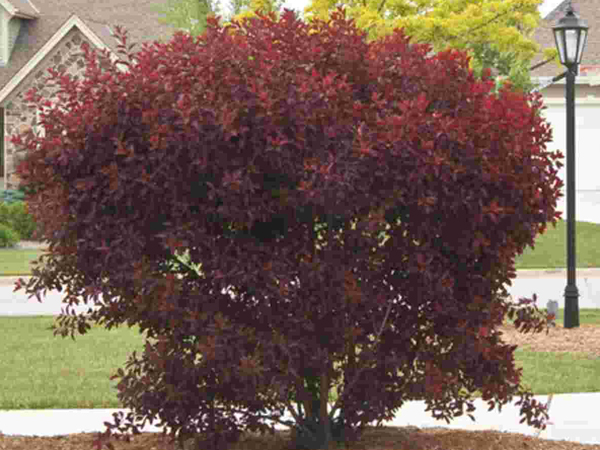 Purpleleaf Sand Cherry - Container | Breezy Hill Nursery - Main