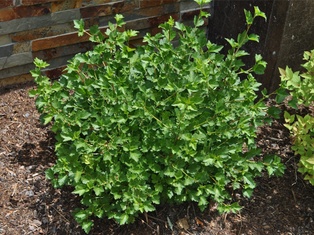 Green Mound Alpine Currant - Container