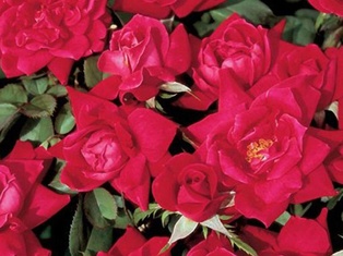 KnockOut® Rose Double Red - Container