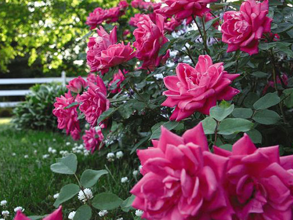 Knock Out® Rose Double Pink - Container #3