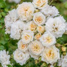 White Drift Rose - Container #3
