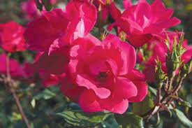 KnockOut® Rose Red - Container