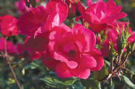 Knock Out® Rose Red - Container #3