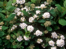 Tor Birchleaf Spirea - Container