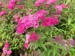 Anthony Waterer Spirea - Container