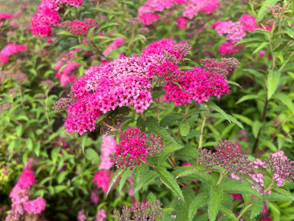 Anthony Waterer Spirea - Container