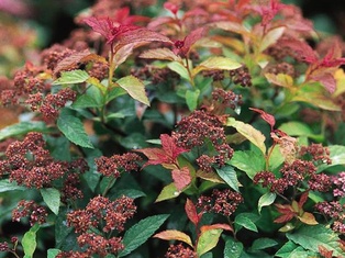 Goldflame Spirea #3 - Container