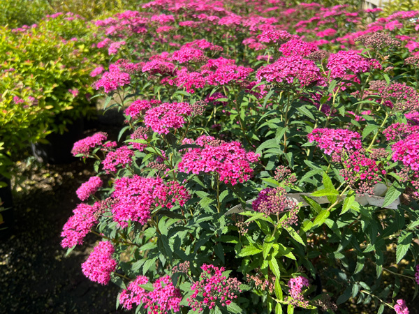 Neon Flash Spirea - Container