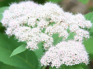 Fritsch White Spirea - Container