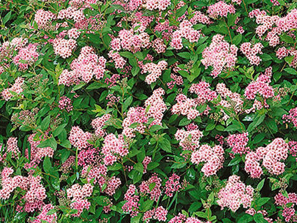 Little Princess Spirea - Container