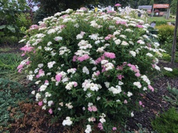 Shirobana Spirea - Container